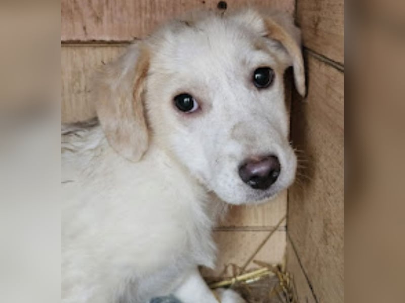 Zurückhaltendes Welpenmädchen Kimby