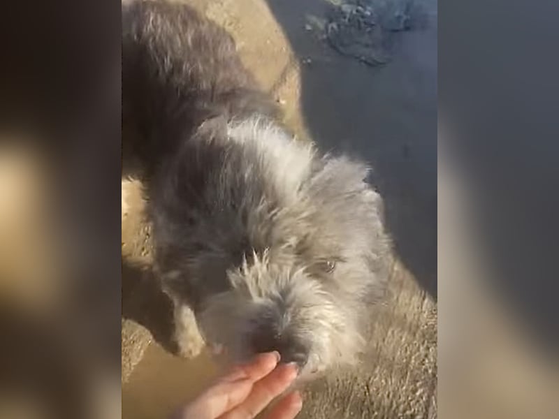 Petzi - kleiner Überlebenskünstler