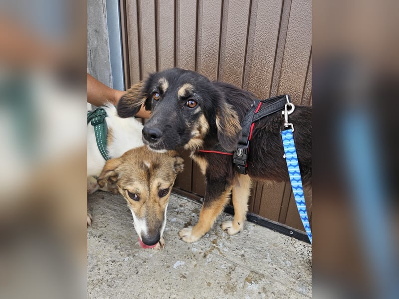 Junghündin Nila sucht einfühlsames Zuhause (D/CH/LUX)