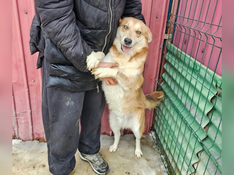 Schmusebacke Ruba - aus der Tötung gerettet