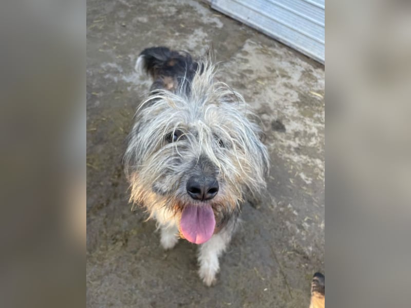 Izzy - fröhlicher Flummi