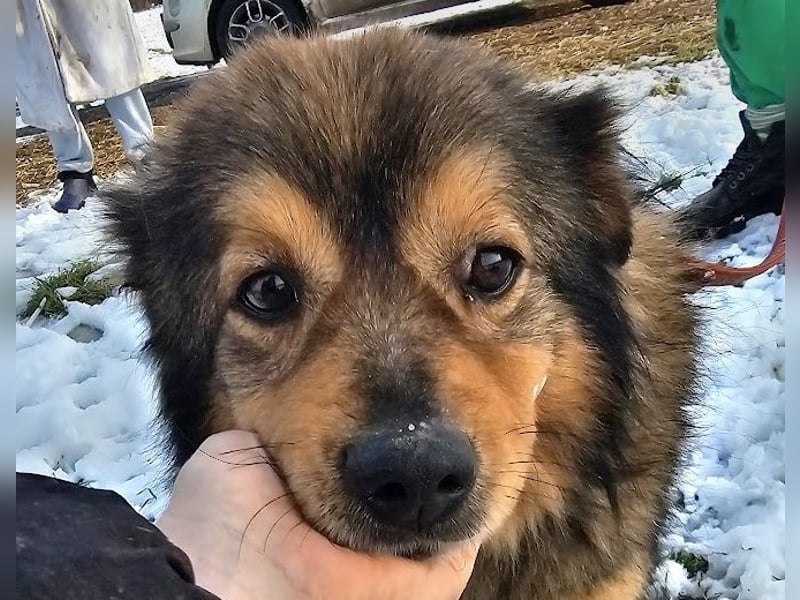 Brownie - lieber 3-jähriger Kettenhund sucht Körbchen!