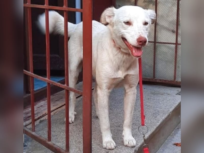 Nelly - freundliche, unkomplizierte Hündin