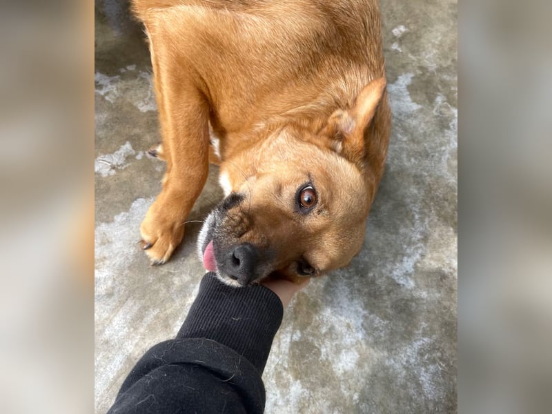 Elly - in Hamburg auf Pflegestelle