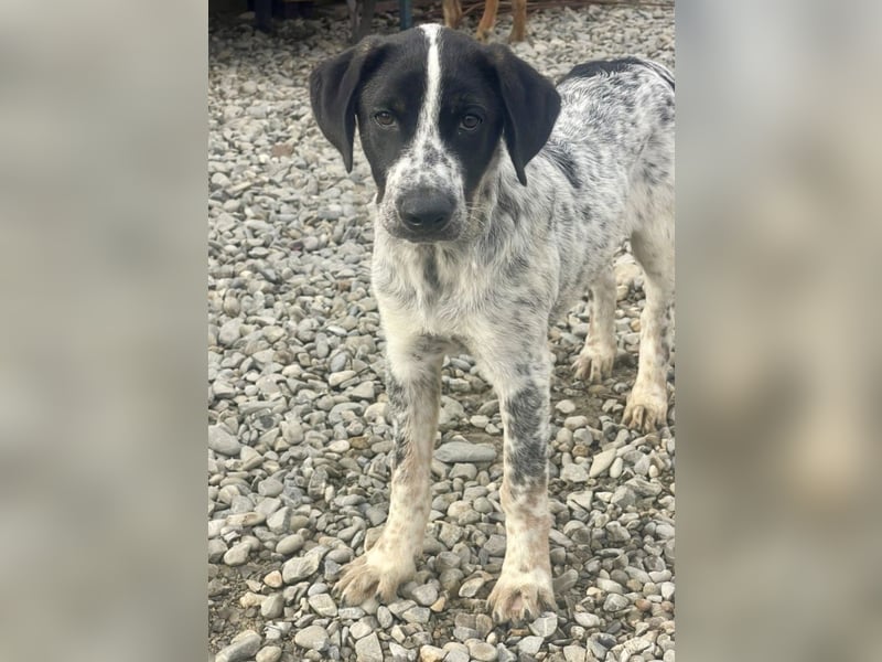 Sancho - tapferer Welpenbub