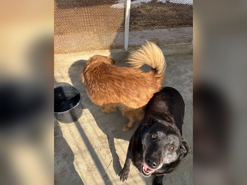 Groh sucht Zuhause mit Freundin Lucky