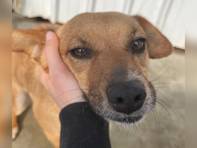 Elly - in Hamburg auf Pflegestelle