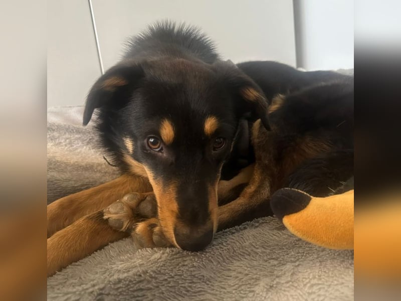 Bobby - auf Pflegestelle in Luxemburg