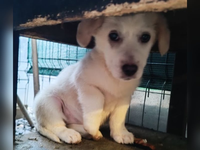 Zurückhaltendes Welpenmädchen Kimby