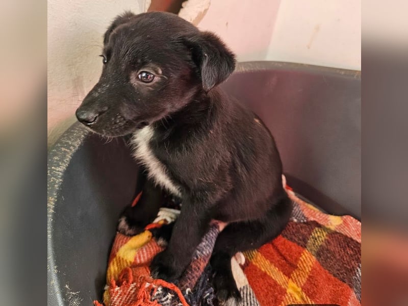 Welpenbub Rudi sucht Familie ♥️