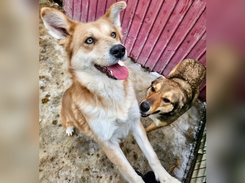 Schmusebacke Ruba - aus der Tötung gerettet