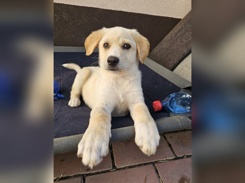 Welpe Colt - verspielt, freundlich, neugierig