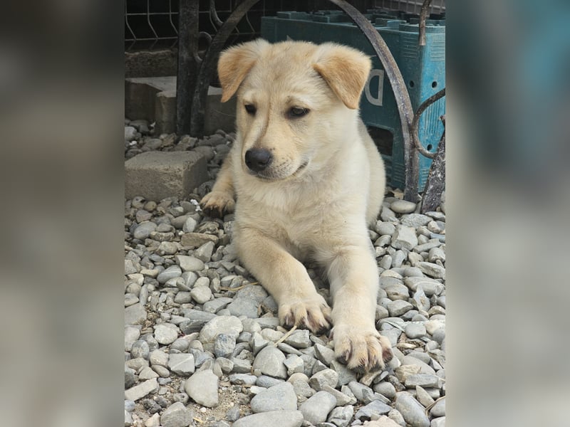 Kleiner Herzensbrecher Bailey sucht sein Zuhause