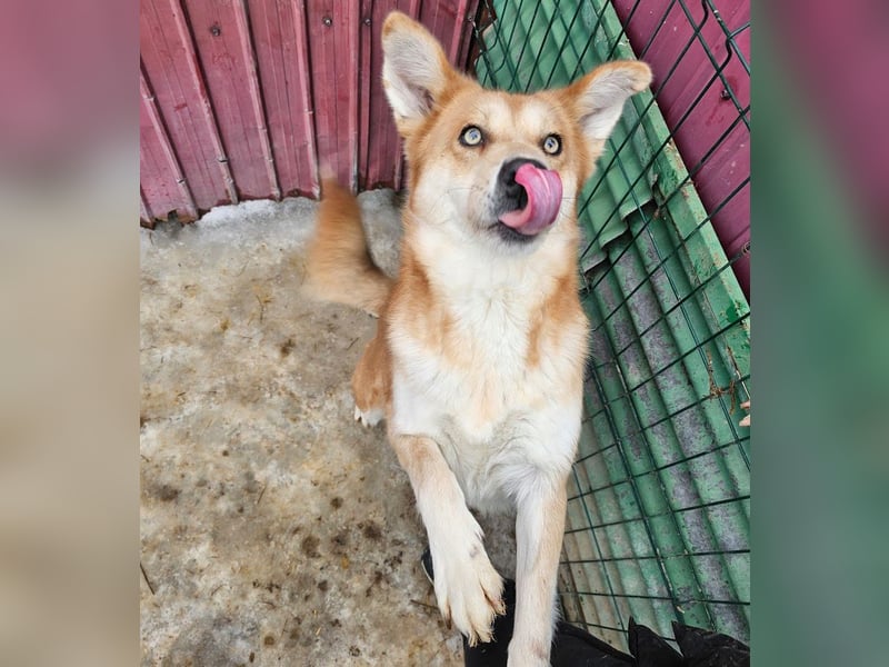 Schmusebacke Ruba - aus der Tötung gerettet