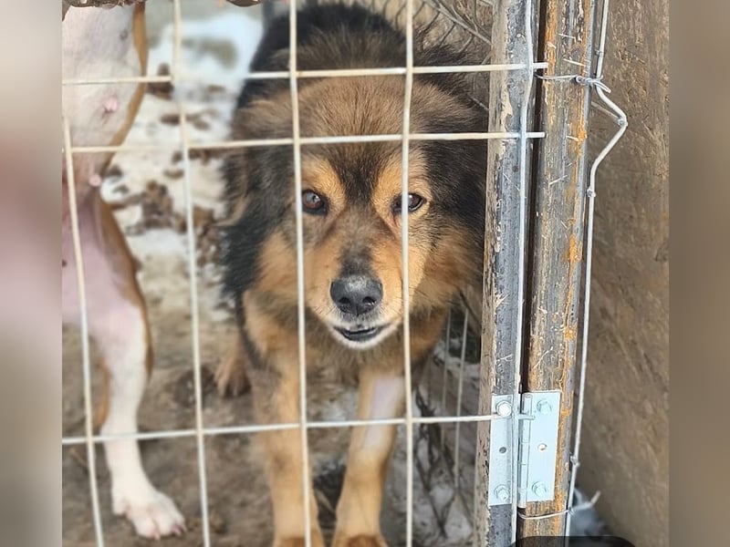 Brownie - lieber 3-jähriger Kettenhund sucht Körbchen!
