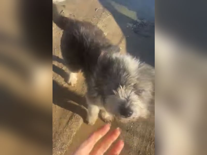 Petzi - kleiner Überlebenskünstler