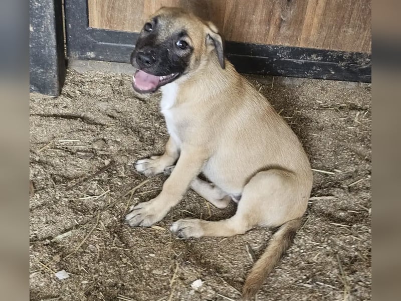 Süßes Welpenmädchen Buffy wünscht sich eine Familie