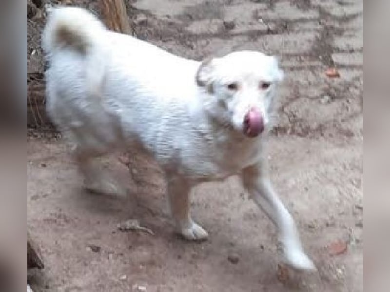 Nelly - freundliche, unkomplizierte Hündin