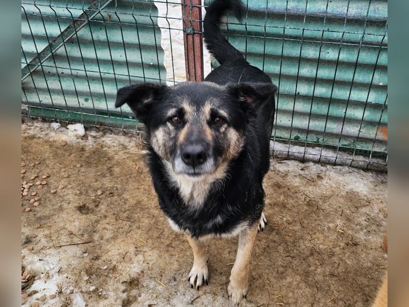 Bounty - sanfte Hündin aus der Tötung sucht Liebe!