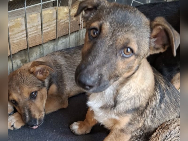 Zuckersüßes Welpenmädchen Caja sucht Zuhause (D/CH/LUX)