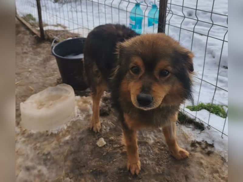 Brownie - lieber 3-jähriger Kettenhund sucht Körbchen!