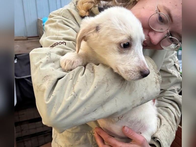 Zurückhaltendes Welpenmädchen Kimby