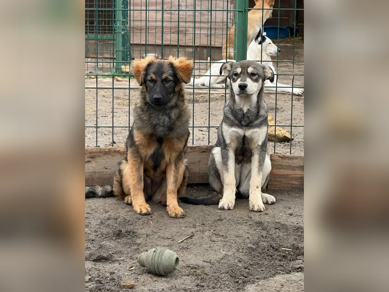 Ayla - sensibles Hundemädchen