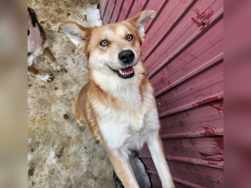 Schmusebacke Ruba - aus der Tötung gerettet