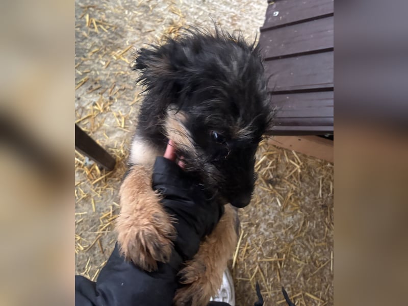 Welpenmädchen Akita sucht eine Familie (deutschlandweit)