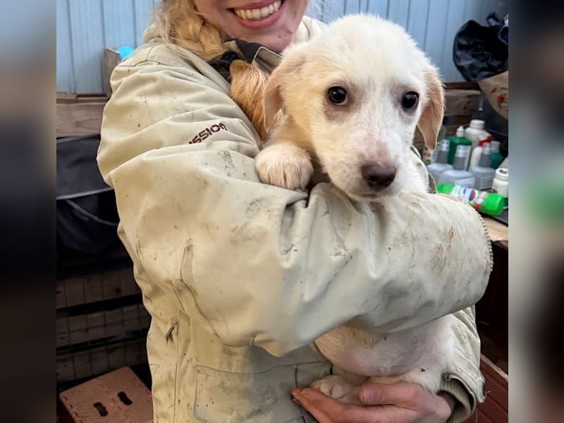 Zurückhaltendes Welpenmädchen Kimby