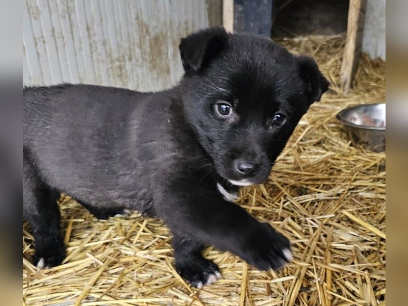 Welpenmädchen Pepper sucht Dosenöffner (D/ LUX/ CH)