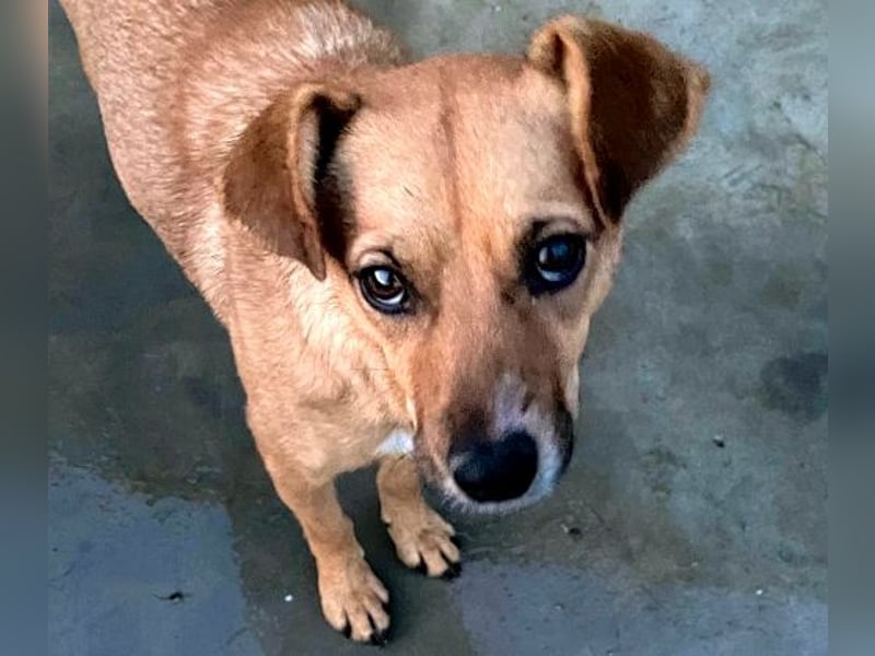 Elly - in Hamburg auf Pflegestelle