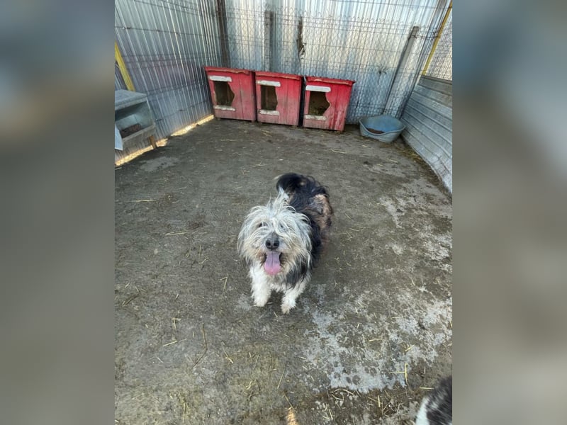 Izzy - fröhlicher Flummi