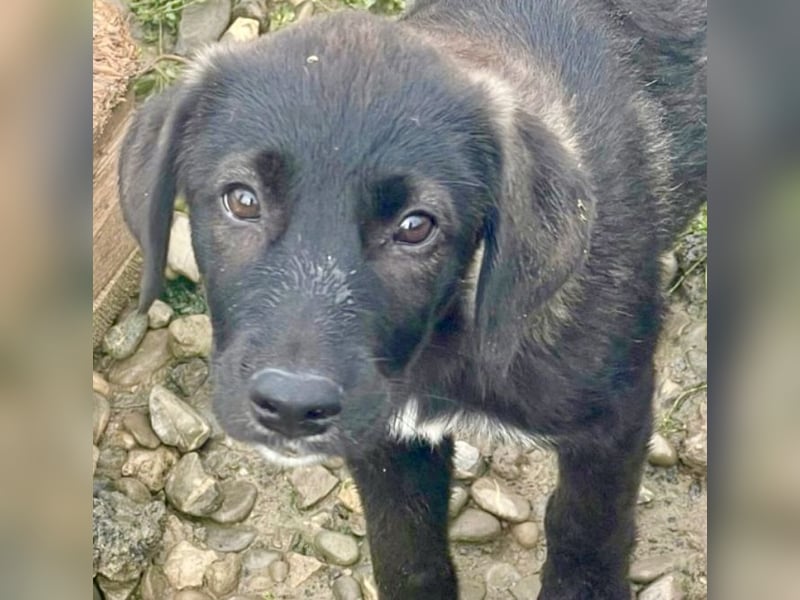 Smoothie - sanfter Bub sucht ruhiges Zuhause!