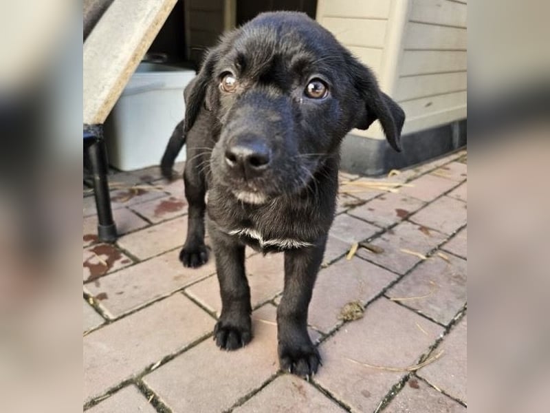 Welpe Tiny sucht seine Menschen (D/CH/LUX)