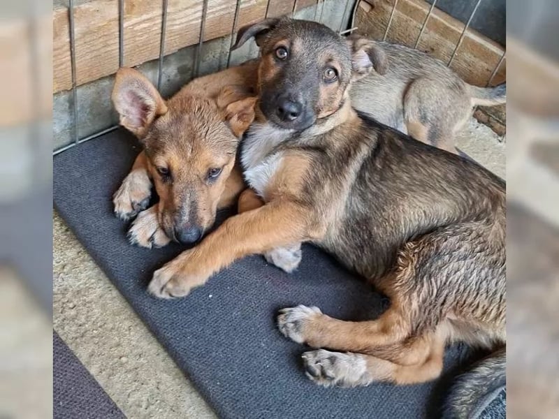 Zuckersüßes Welpenmädchen Caja sucht Zuhause (D/CH/LUX)
