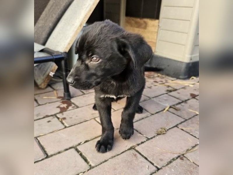 Welpe Tiny sucht seine Menschen (D/CH/LUX)