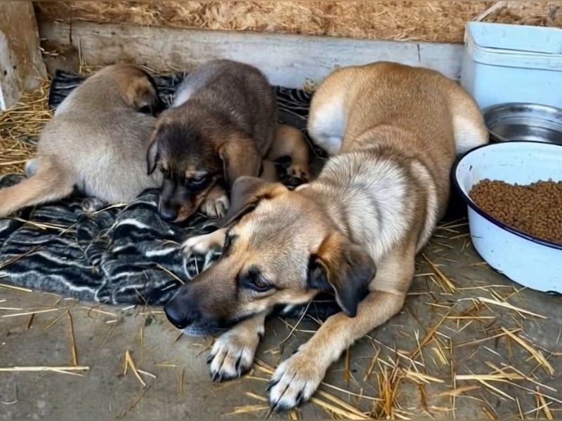 Frida - warmes Körbchen gesucht (deutschlandweit)