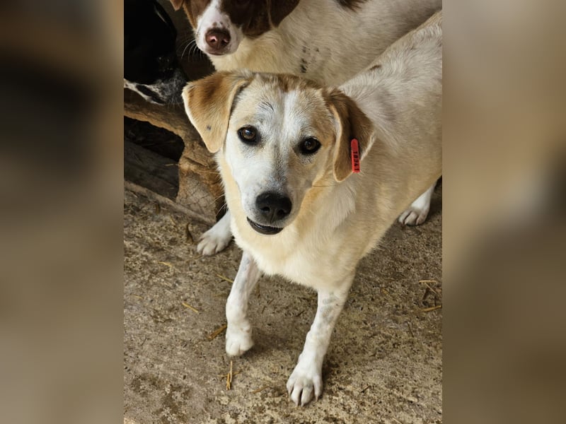 Freya - zurückhaltende, kluge Junghündin sucht Körbchen!