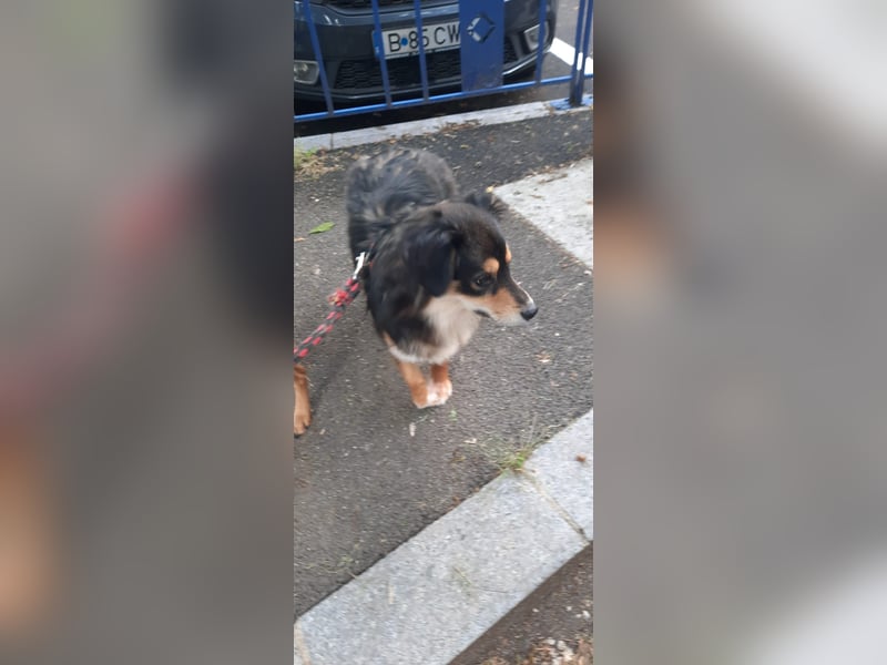 Feinfühliger Begleiter Marty mit großem Herzen