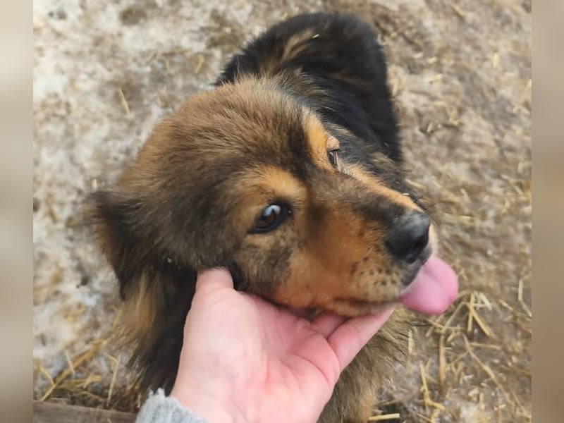Brownie - lieber 3-jähriger Kettenhund sucht Körbchen!