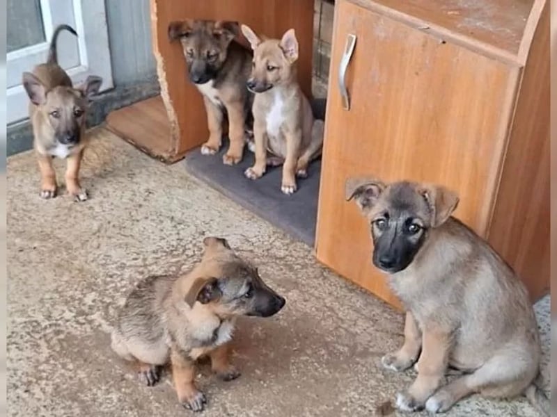 Zuckersüßes Welpenmädchen Caja sucht Zuhause (D/CH/LUX)