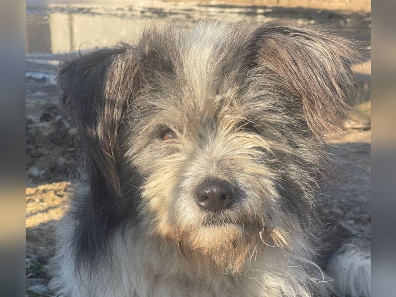 Petzi - kleiner Überlebenskünstler