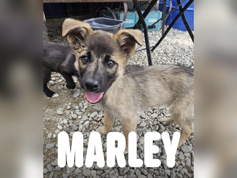 Welpenbub Marley sucht Familie