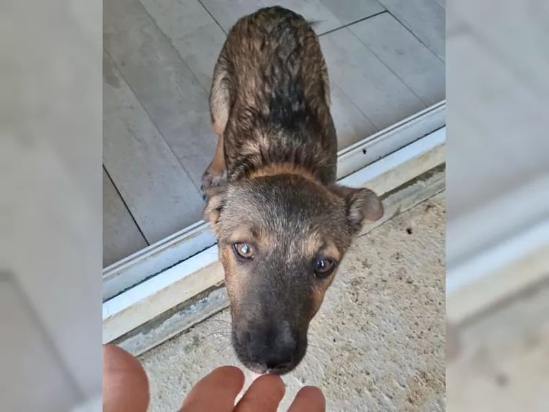 Zuckersüßes Welpenmädchen Caja sucht Zuhause (D/CH/LUX)