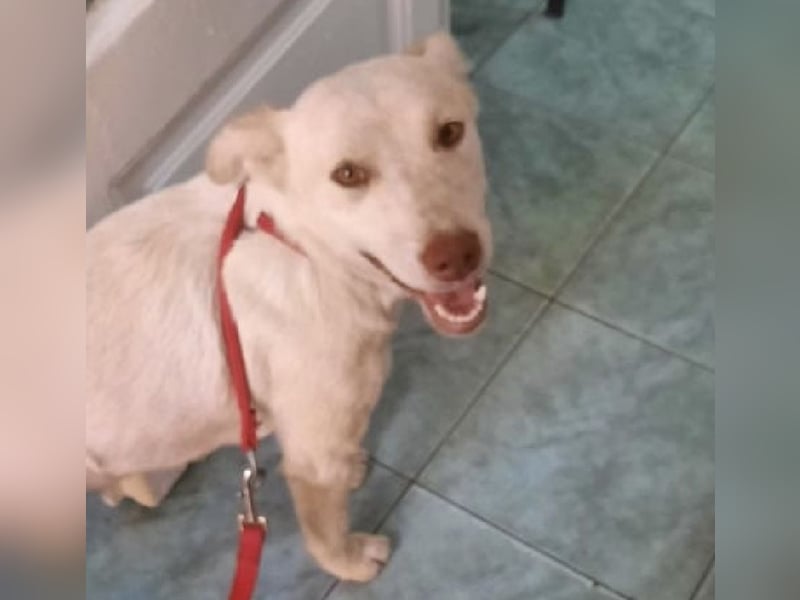 Nelly - freundliche, unkomplizierte Hündin