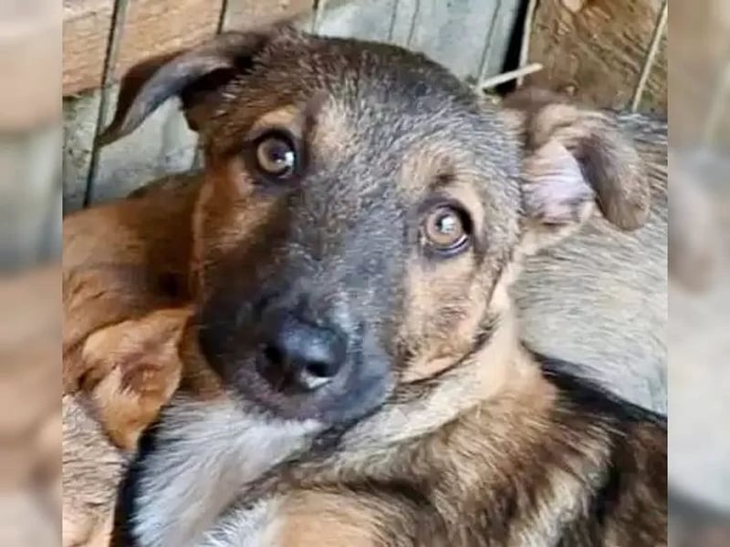 Zuckersüßes Welpenmädchen Caja sucht Zuhause (D/CH/LUX)