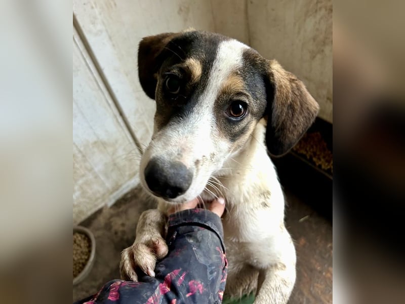 Jampa - lieber, freundlicher Bub!