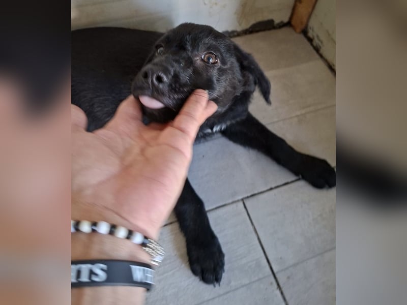 Welpe Tiny sucht seine Menschen (D/CH/LUX)