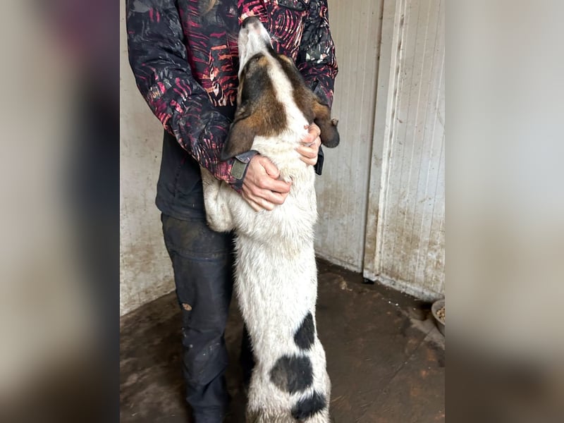 Jampa - lieber, freundlicher Bub!